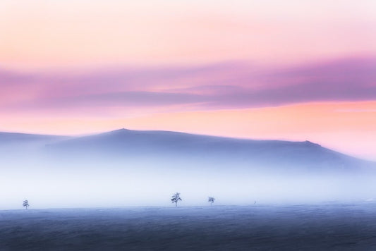 Artic highlands after polar night pastel hues. Mountain birches fading into mountain fog. 