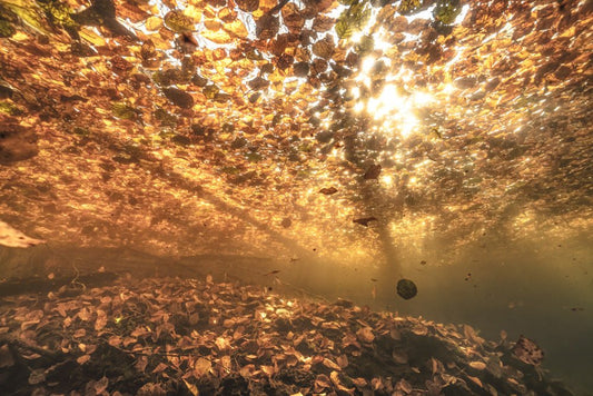Autumn leaves photographed from below the water.