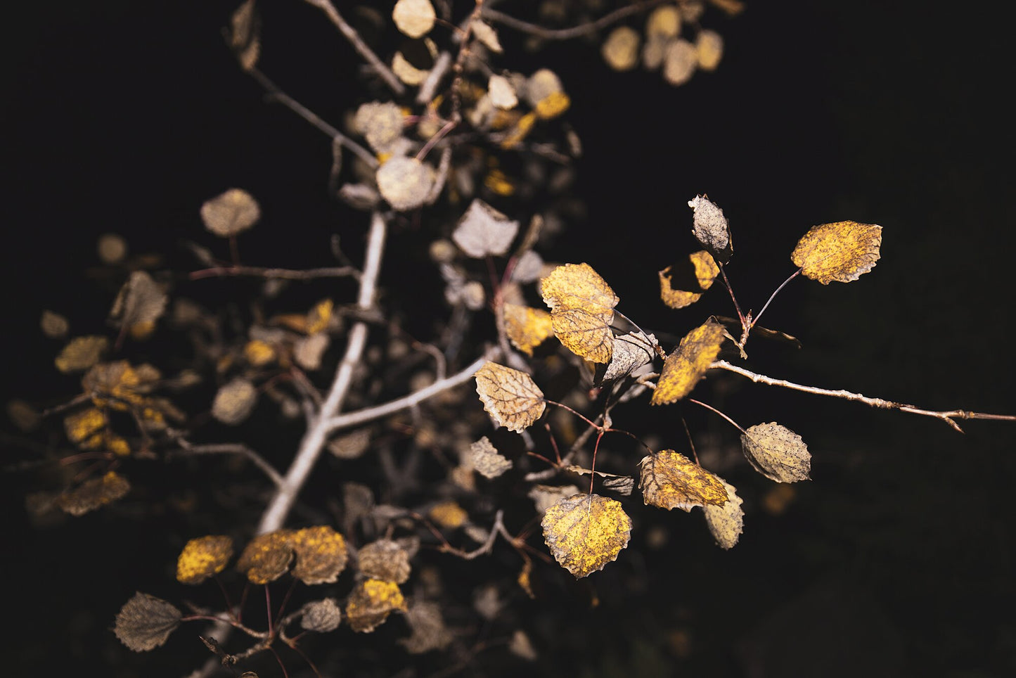 Photo of aspen tree with autumn leaves, black backdrop emphasizing russet foliage.