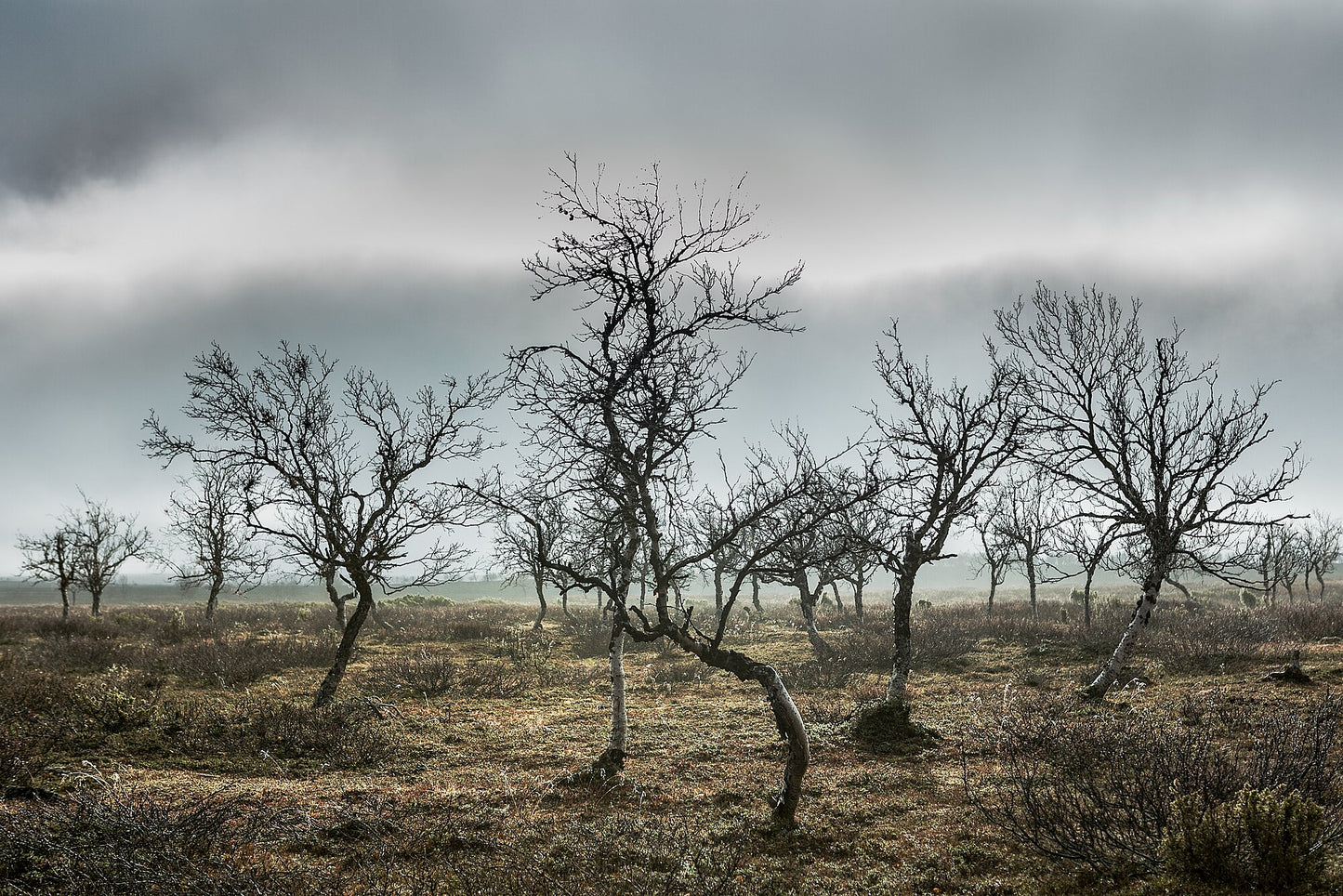 Arctic mountain birch trees with fallen leaves against overcast sky, graphic aesthetic.