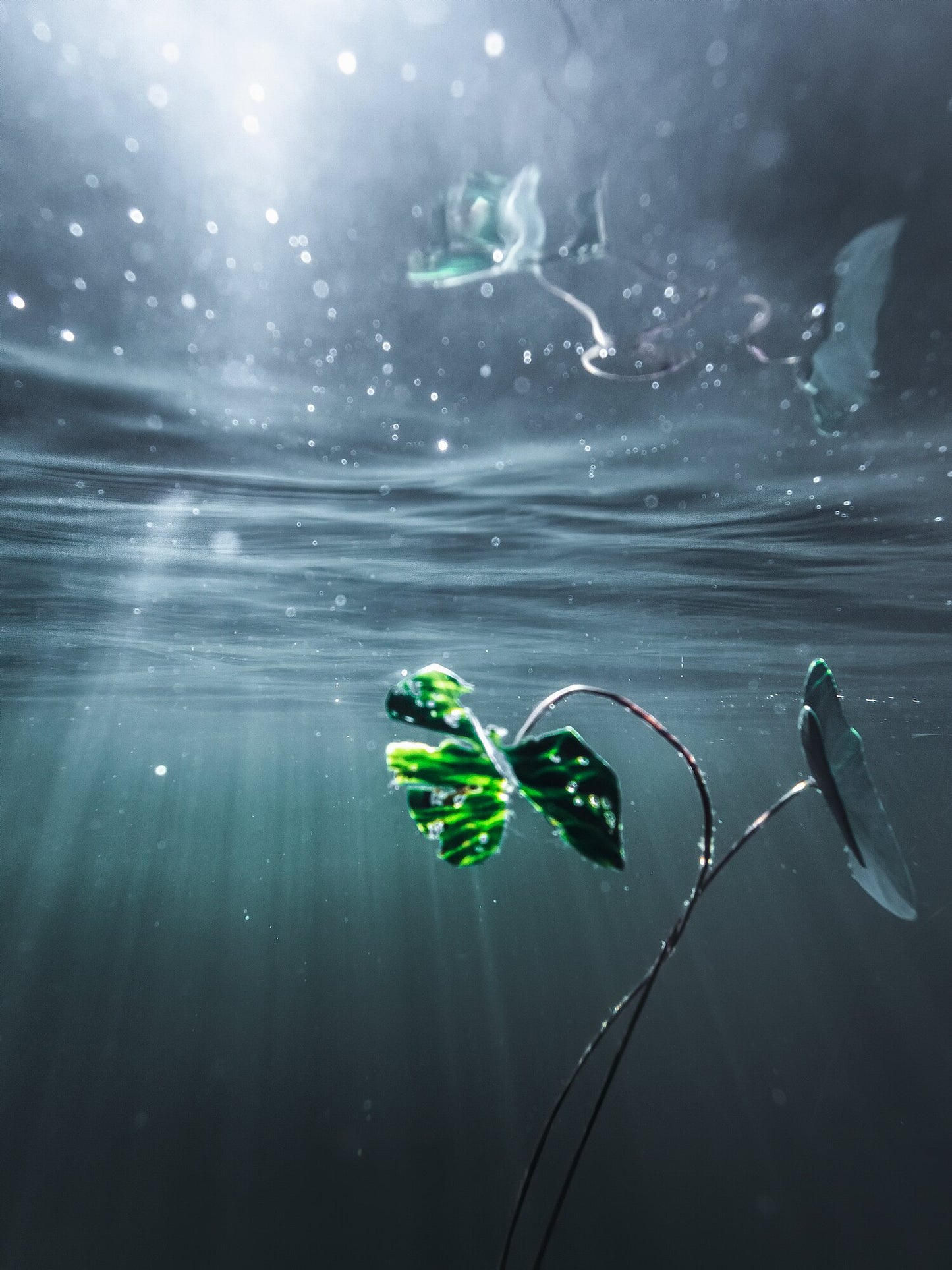 Underwater photo of water lily reflected on mirror-like surface with rays of light.