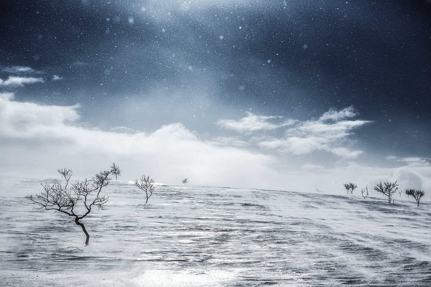 Arctic wilderness winter scene with windswept snow and stark black mountain birches against snow-covered landscape.