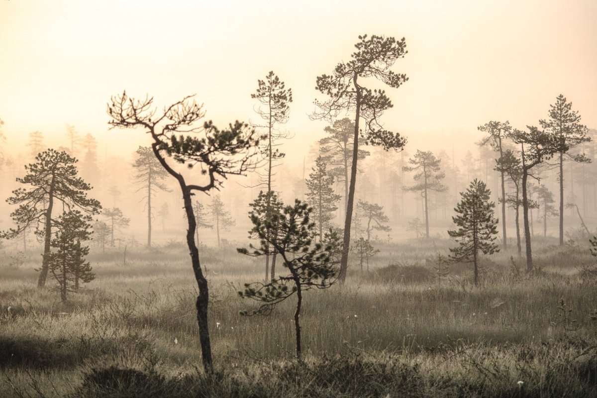 Sunrise in forested marshland, morning dew, mist, bronze hue.