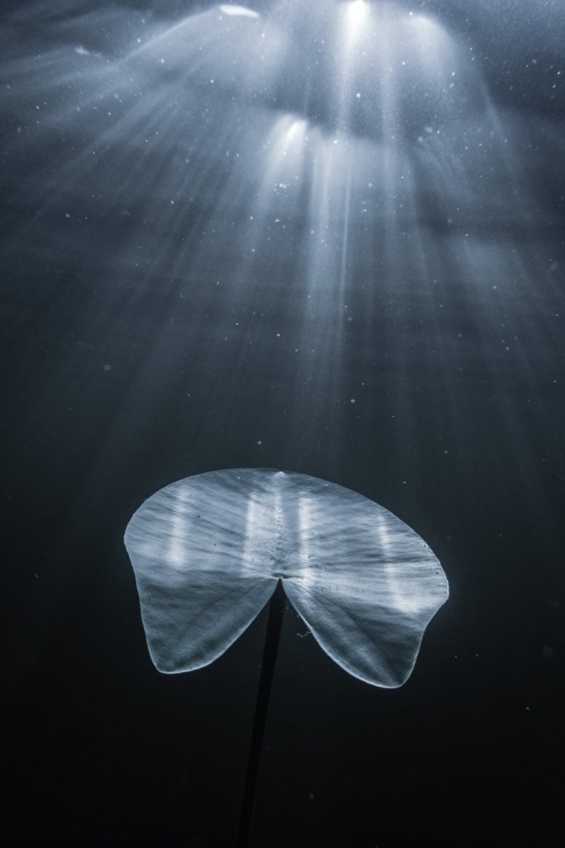 Underwater view of a water lily reaching towards the light.