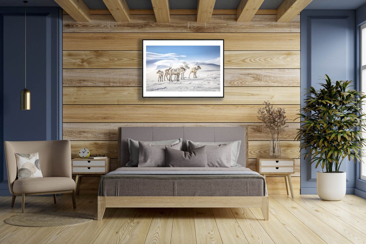 Framed reindeer photo, Arctic highlands, winter sun, black frame, wooden bedroom wall.