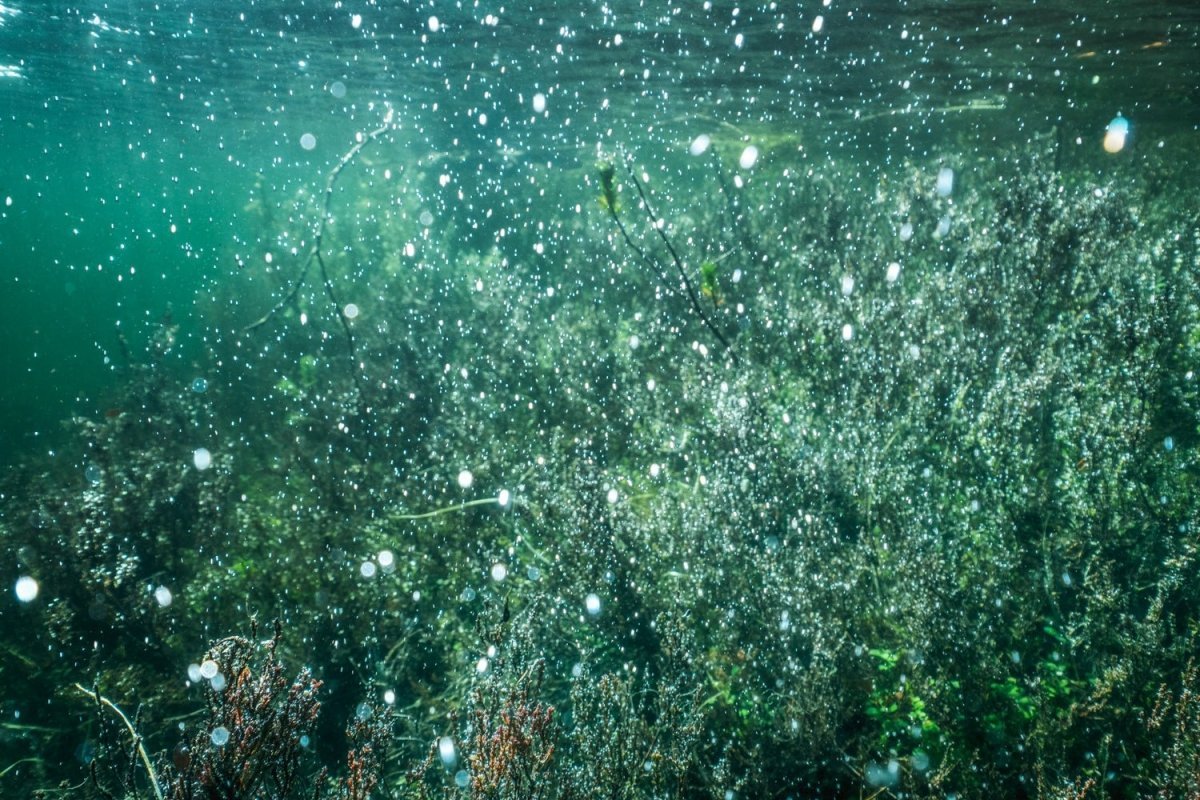 Underwater flooded lake with air bubbles rising from twigs, magical atmosphere.