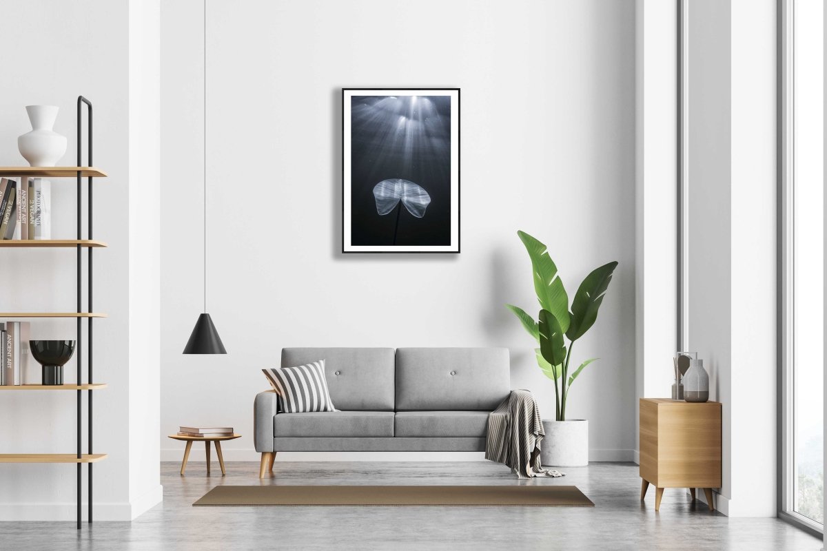 Framed photo of underwater water lily leaf reaching for light, white living room wall.