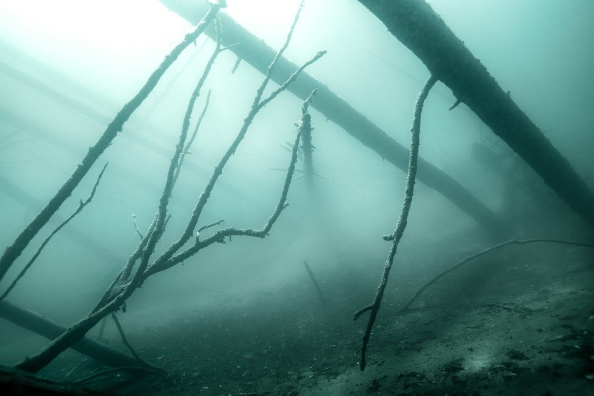 Sunken forest underwater with mist, eerie atmosphere.