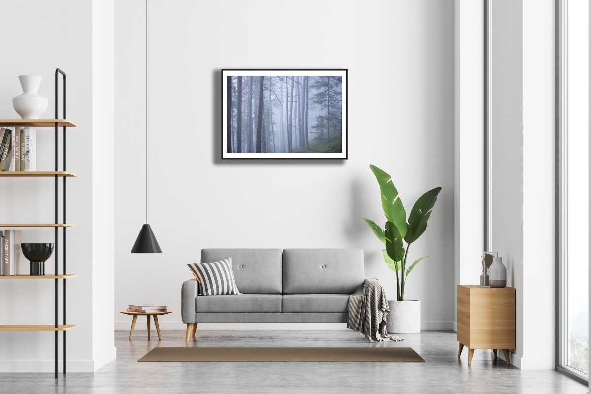 Framed photo of misty old pine forest during blue hour, white living room wall.