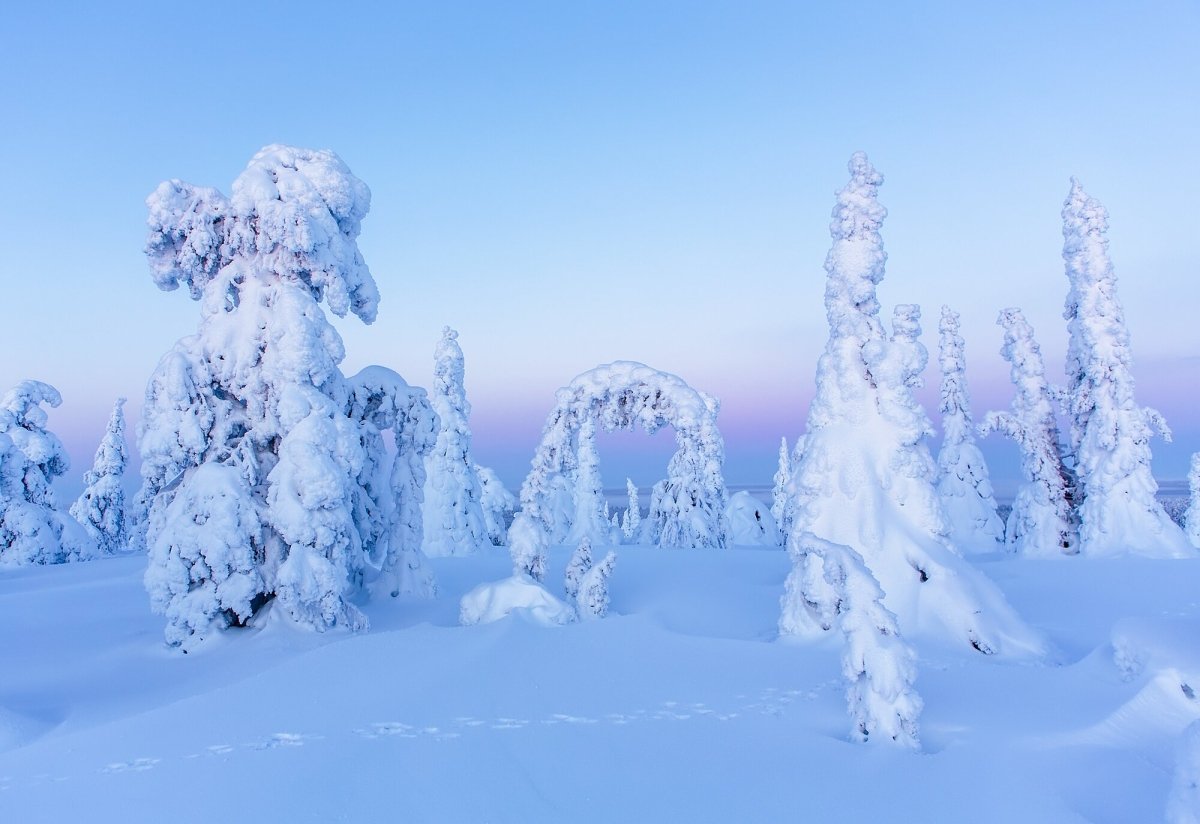 Snowy trees with whimsical fairy-tale forms in pristine Arctic landscape with delicate pastel hues.