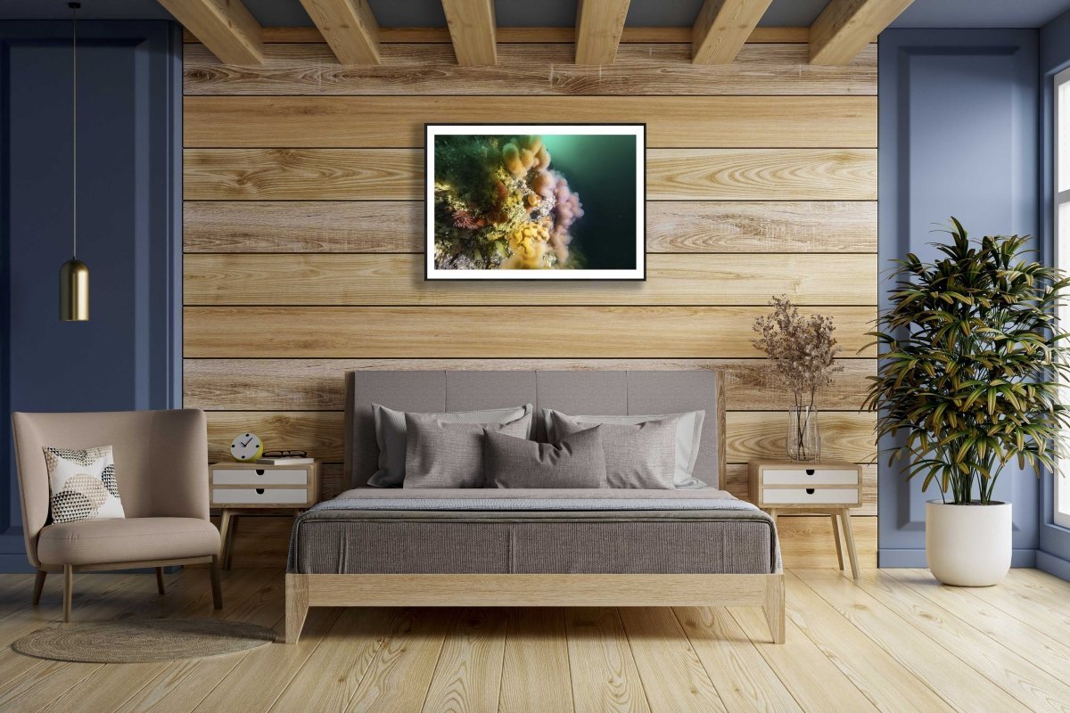 Framed soft corals photo, Salstraumen strait, wooden wall above bed in bedroom.