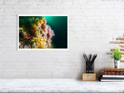 Fine art photography print of colorful soft corals in the Salstraumen strait, displayed on a white wall in a living room