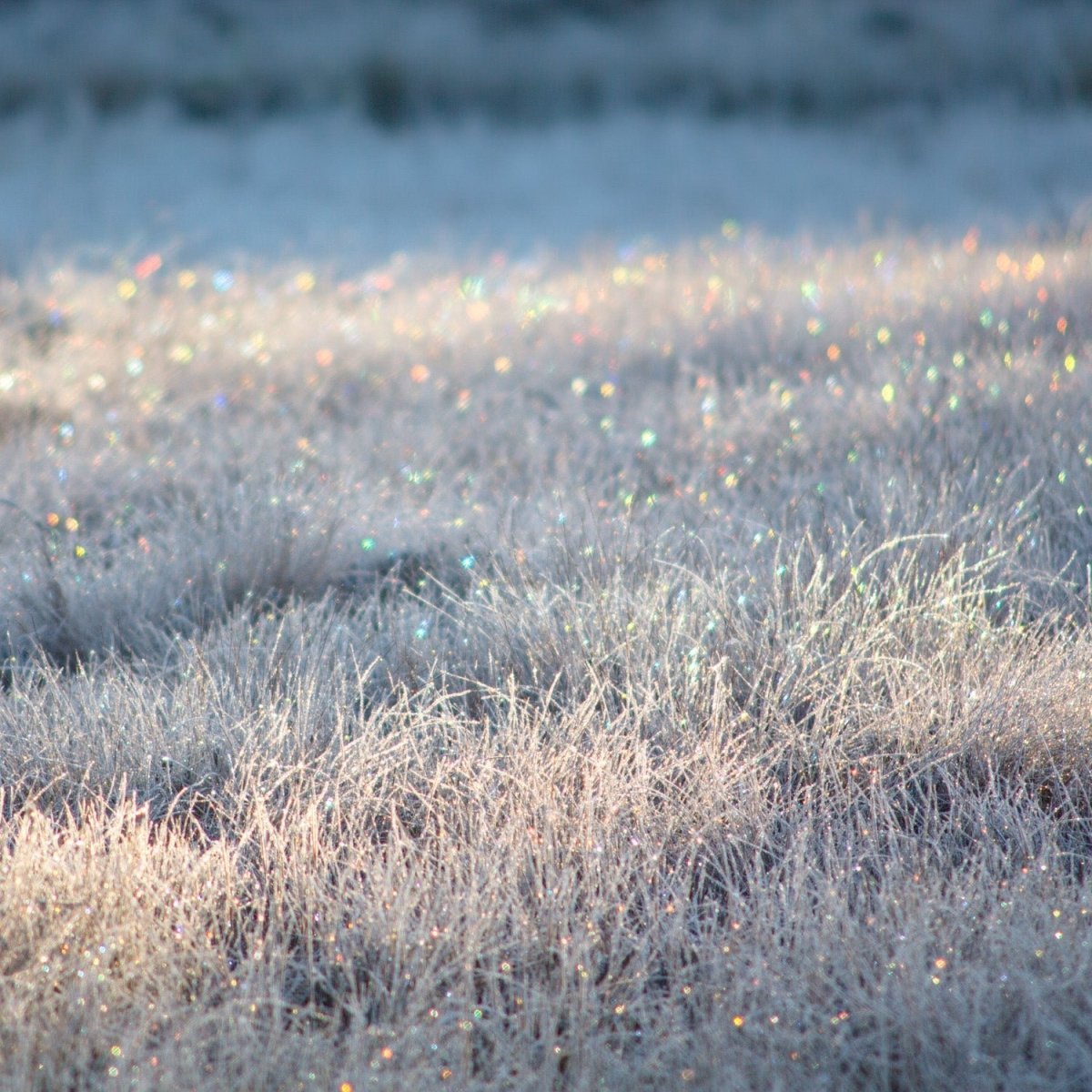 Frosty marsh with sparkling sunlight, painting-like atmosphere.