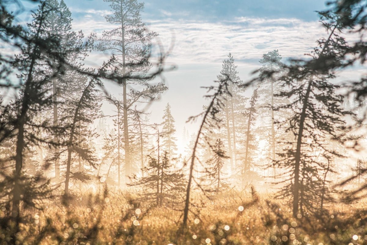 Marshy forest at sunrise, morning dew glistens on shrubs.