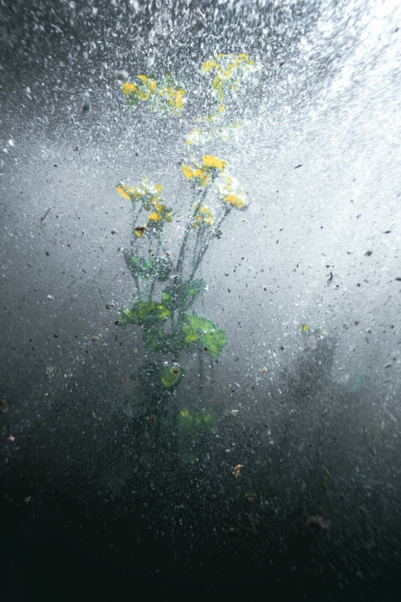 Water crowfoot blooms underwater in the stream.