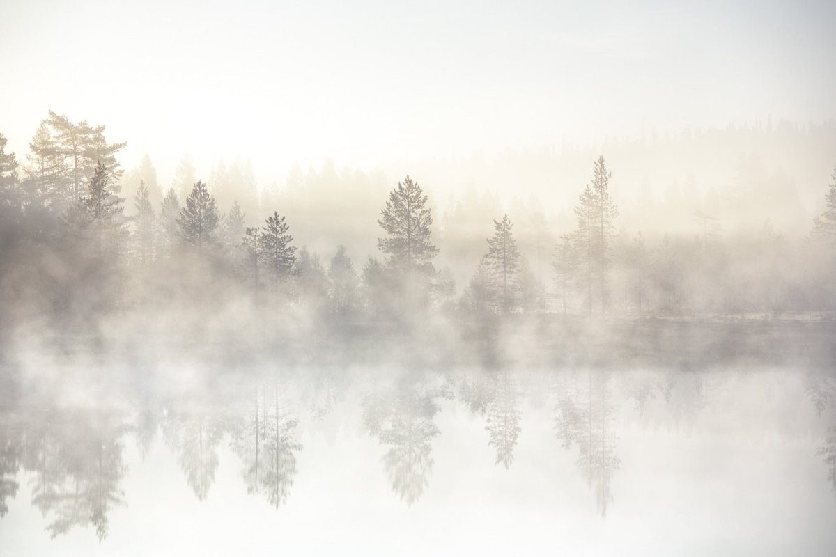 Forest pond reflecting trees, early morning light glistens, tranquil scene.