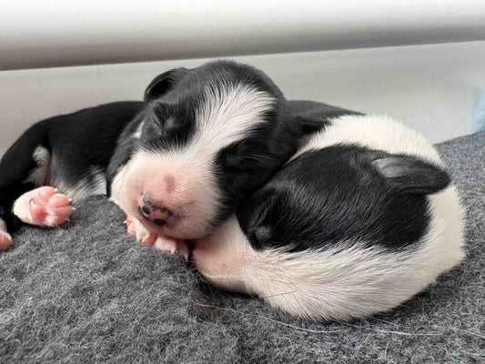 Spring and Summer with Puppies
