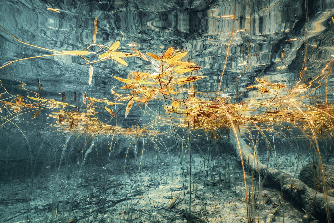 Underwater lake scene, yellow autumn aquatic plants reflected on surface, surreal painterly scene.