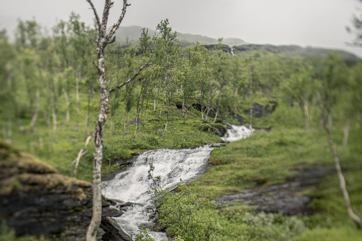 River winding through Norwegian mountains under cloudy sky, surrounded by mountain birches.