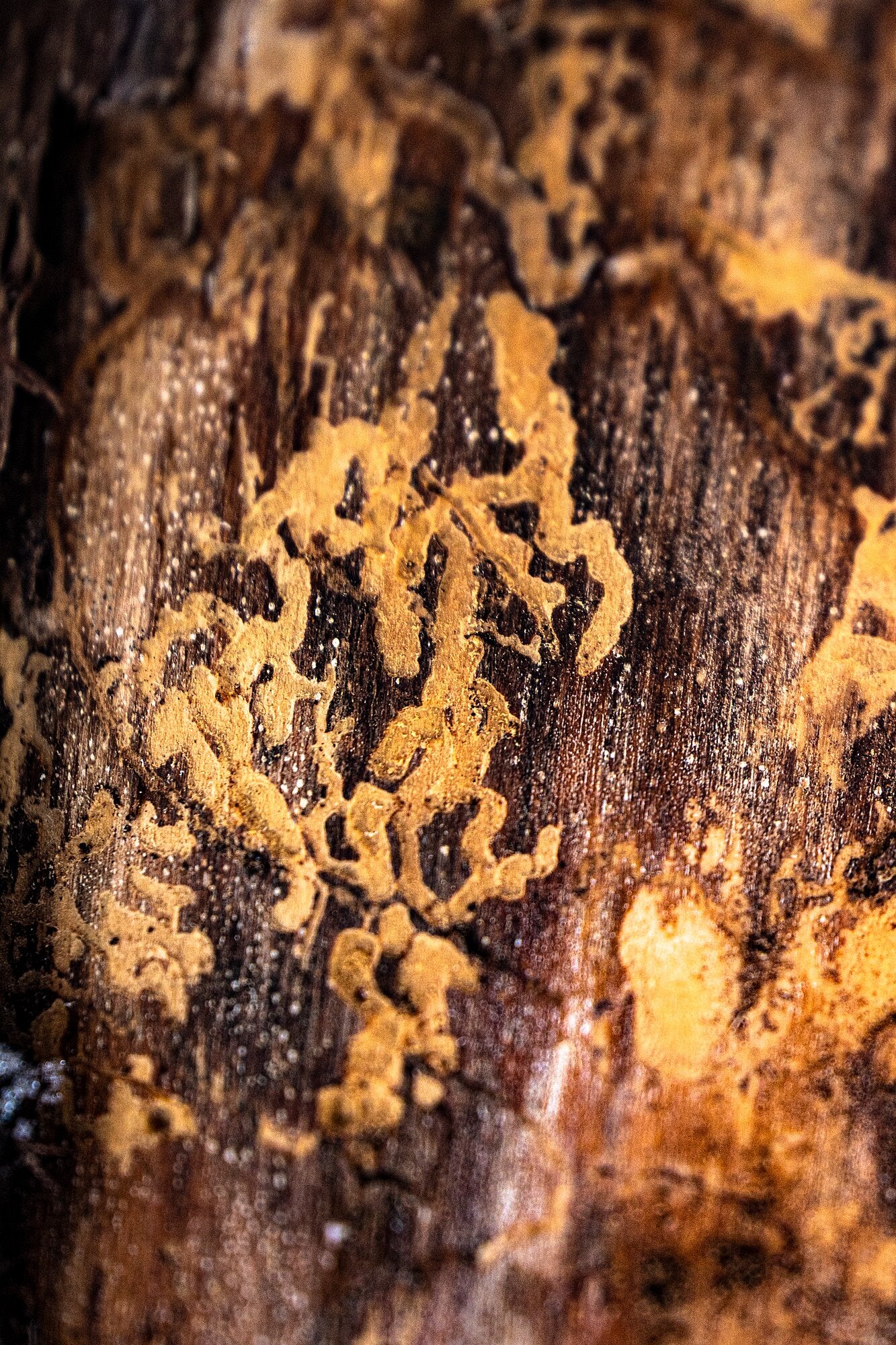 The close-up shot reveals the marks made by bark beetles on the surface of the tree.