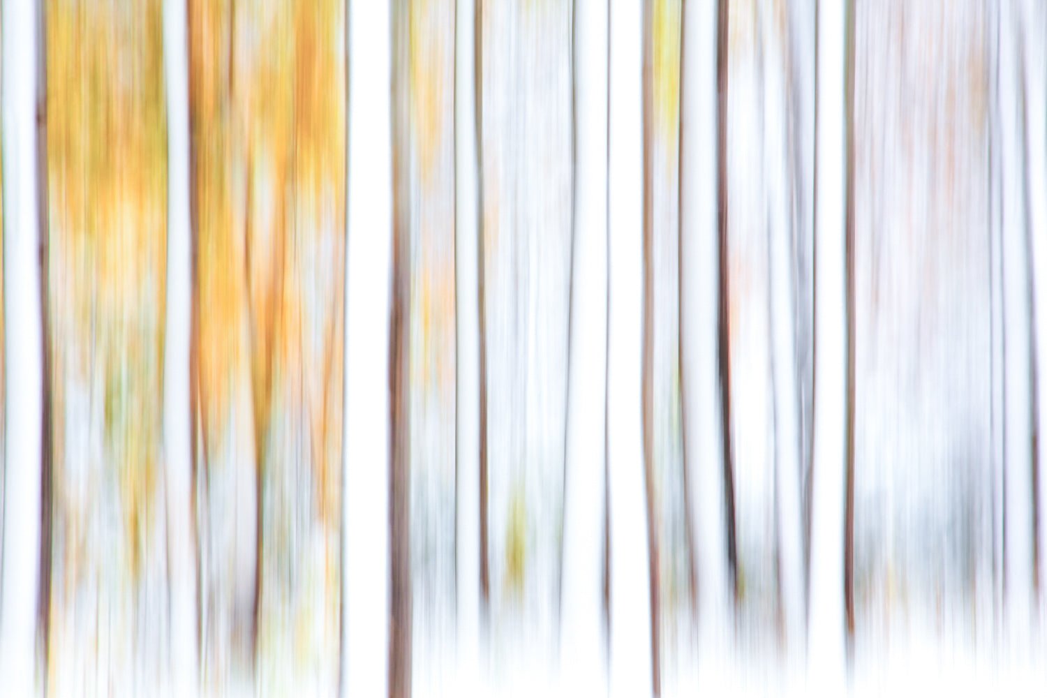 Abstract ICM birch forest snowfall print, pastel autumn trees: stunning fine art photography.