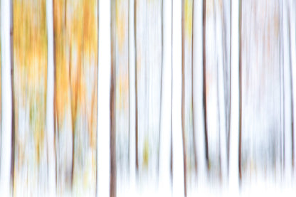 Abstract ICM birch forest snowfall print, pastel autumn trees: stunning fine art photography.