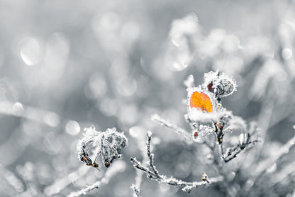 A single orange leaf of a blueberry plant is under frost.