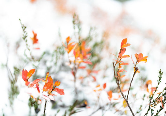 Close-up photograph of blueberry bushes with yellowed autumn leaves as snow falls, set against a snowy white background.