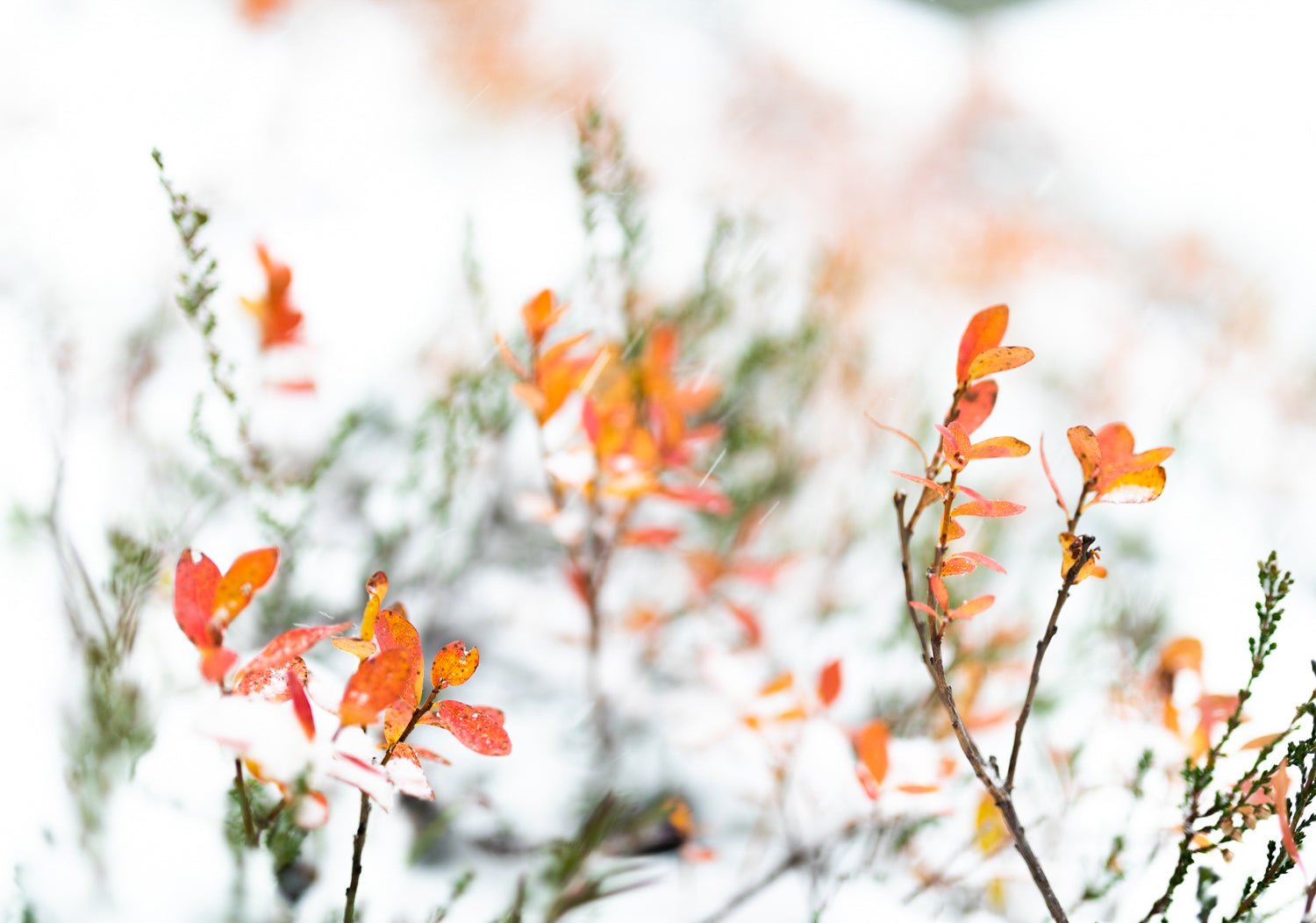 Close-up photograph of blueberry bushes with yellowed autumn leaves as snow falls, set against a snowy white background.