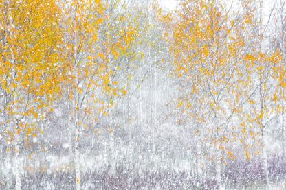 Abstract ICM photo of birch forest during first autumn snowfall, featuring blurry trees and heavy snowfall in autumn hues.