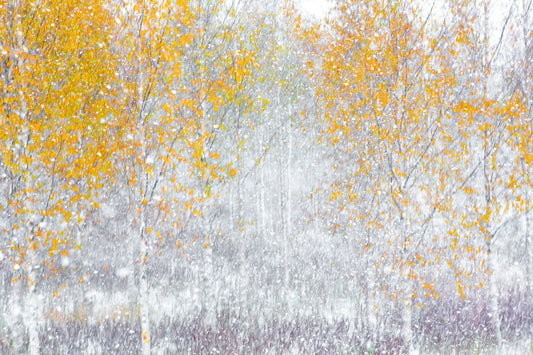 Abstract ICM photo of birch forest during first autumn snowfall, featuring blurry trees and heavy snowfall in autumn hues.