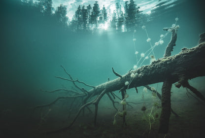 Fallen tree underwater with plants, sunlight through forest, lake's bottom.