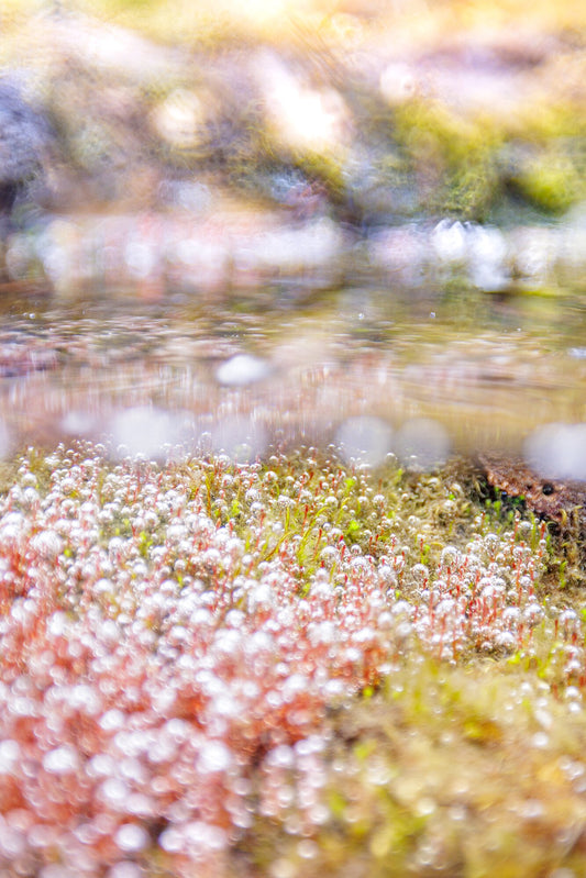Close-up of a spring growth, the image is surreal as oxygen bubbles are attached like orbs to underwater plants.