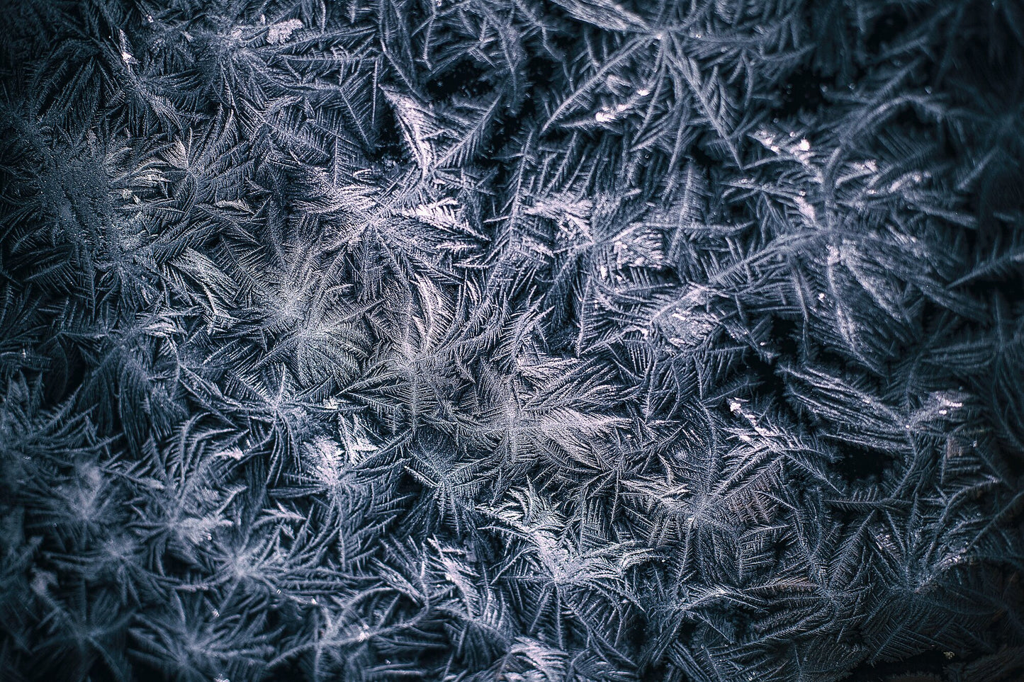 Close-up photo of frost flowers, minimalist white and deep blue color palette.