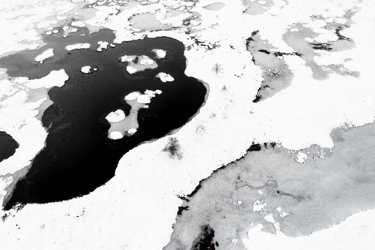 Aerial black and white bog, contrasting frozen and thawed ponds, five stunted spruces.