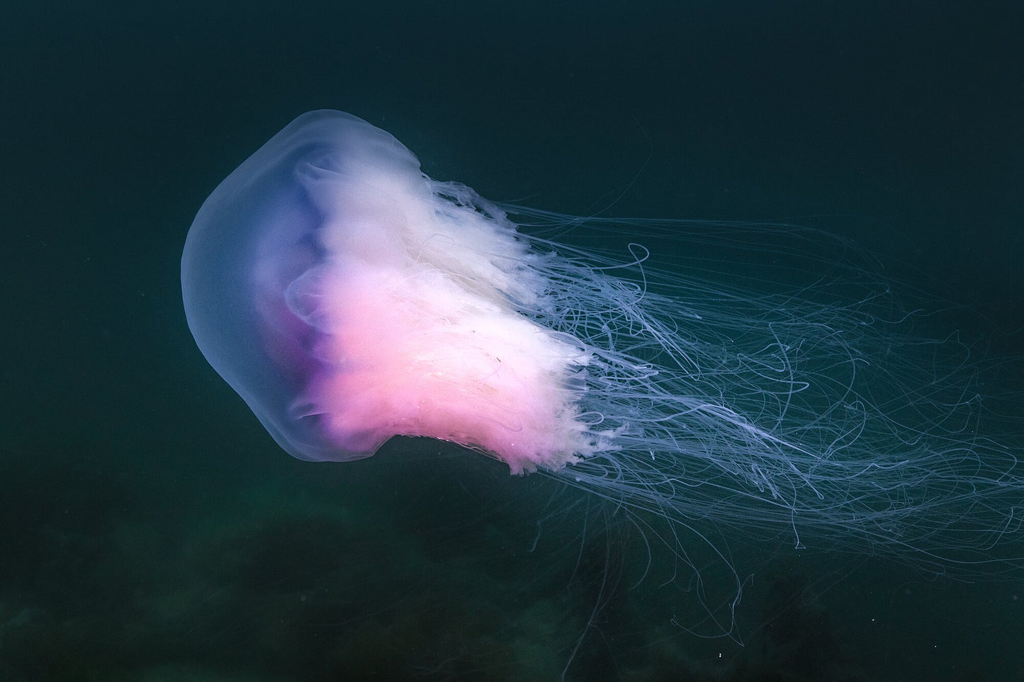 A large jellyfish with violet hues drifts in the Norwegian Sea.