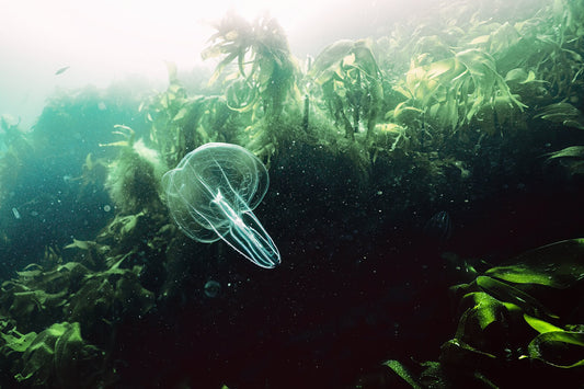 A comb jelly glides through a kelp forest in the Norwegian Sea
