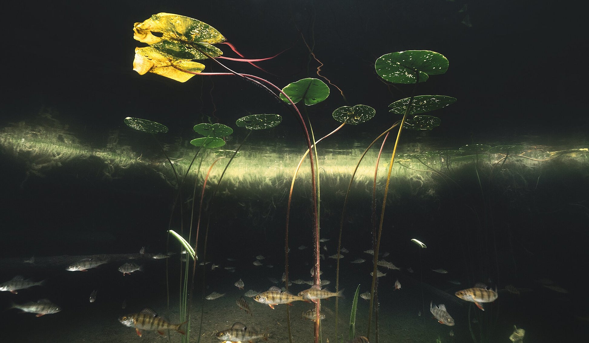 Underwater photo of school of perch swimming beneath water lilies in lake.