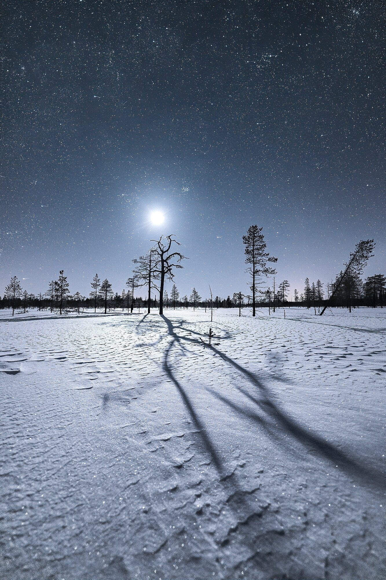 Magical winter night in northern marshy forest, crescent moon, wavy snow patterns, starry sky.
