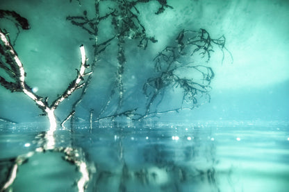 In the underwater picture, branches are reflected onto the surface; the image is upside down for artistic expression.