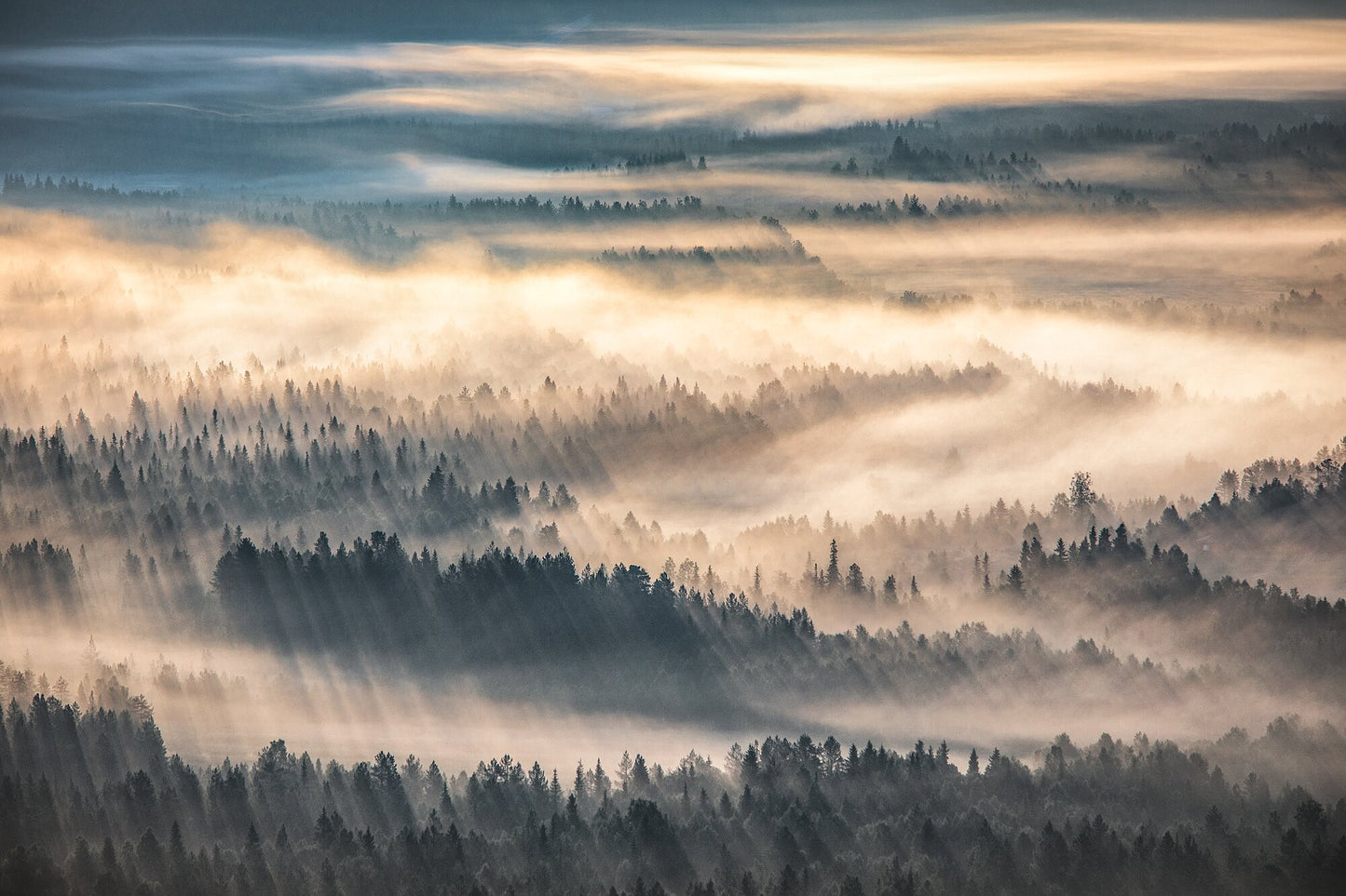 Bird's-eye view of misty forest valley at sunrise, delicate yellow hues.
