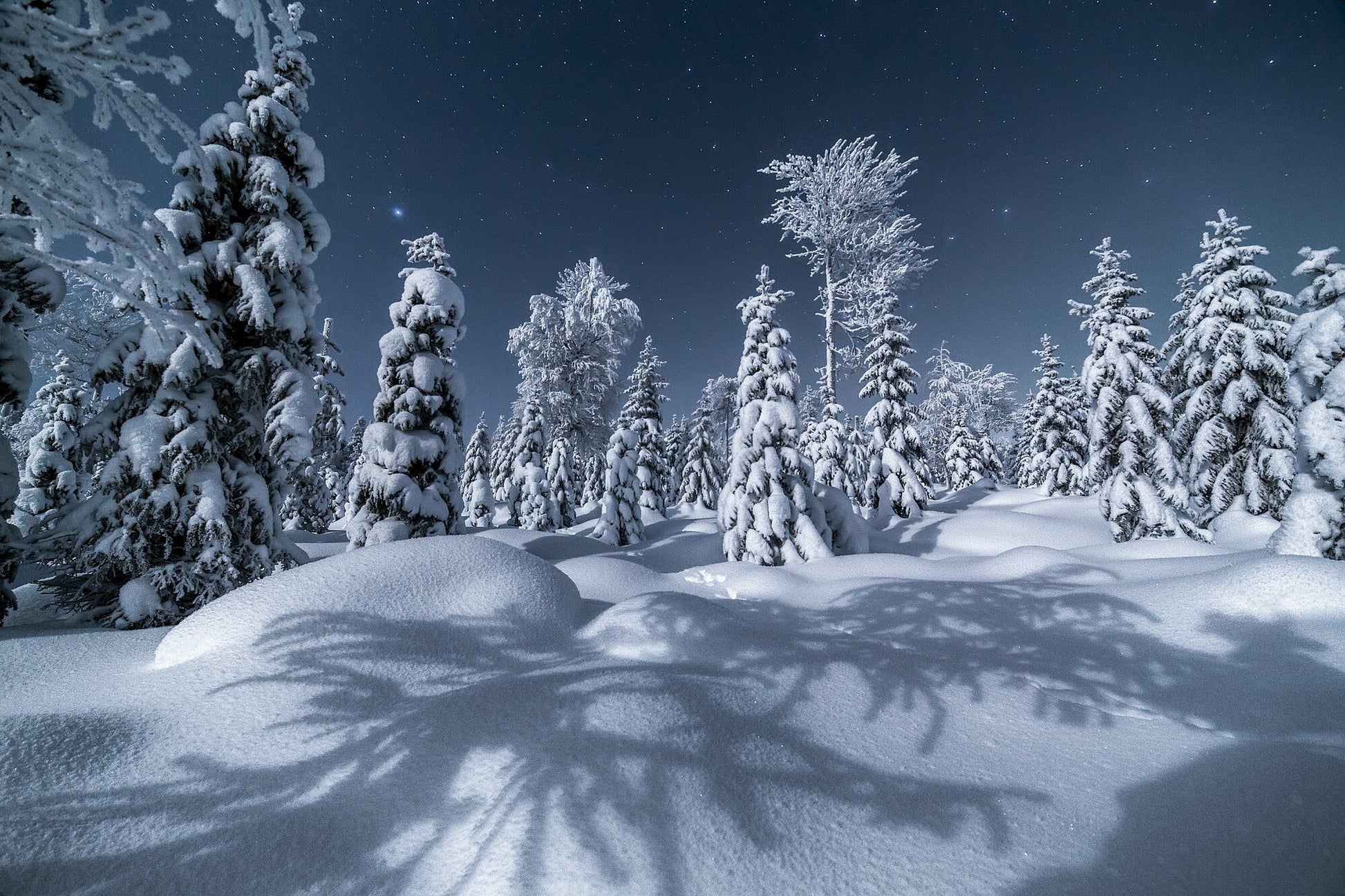 Winter night in Finnish forest, silvery moonlight, snow, hare tracks, starry sky.