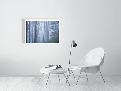 Photo print of misty old pine forest during blue hour, white living room wall.