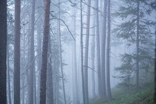 Misty old pine forest on slope during blue hour, mysterious atmosphere.