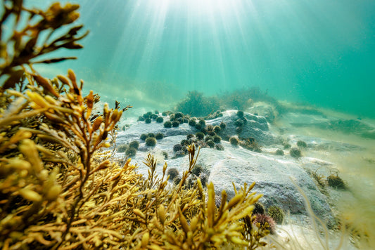 Light rays come through the waves to the seabed, sea urchins have gathered on the rock, in front there's bladderwrack.