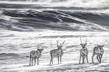 Reindeer herd in Arctic wilderness, snow and ice, wind blowing snow.