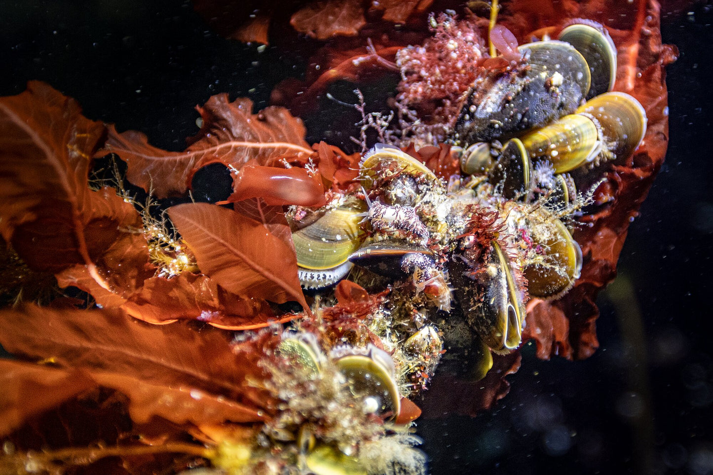 A close-up of marine creatures, including sea slugs and clams, nestled among red seaweed.