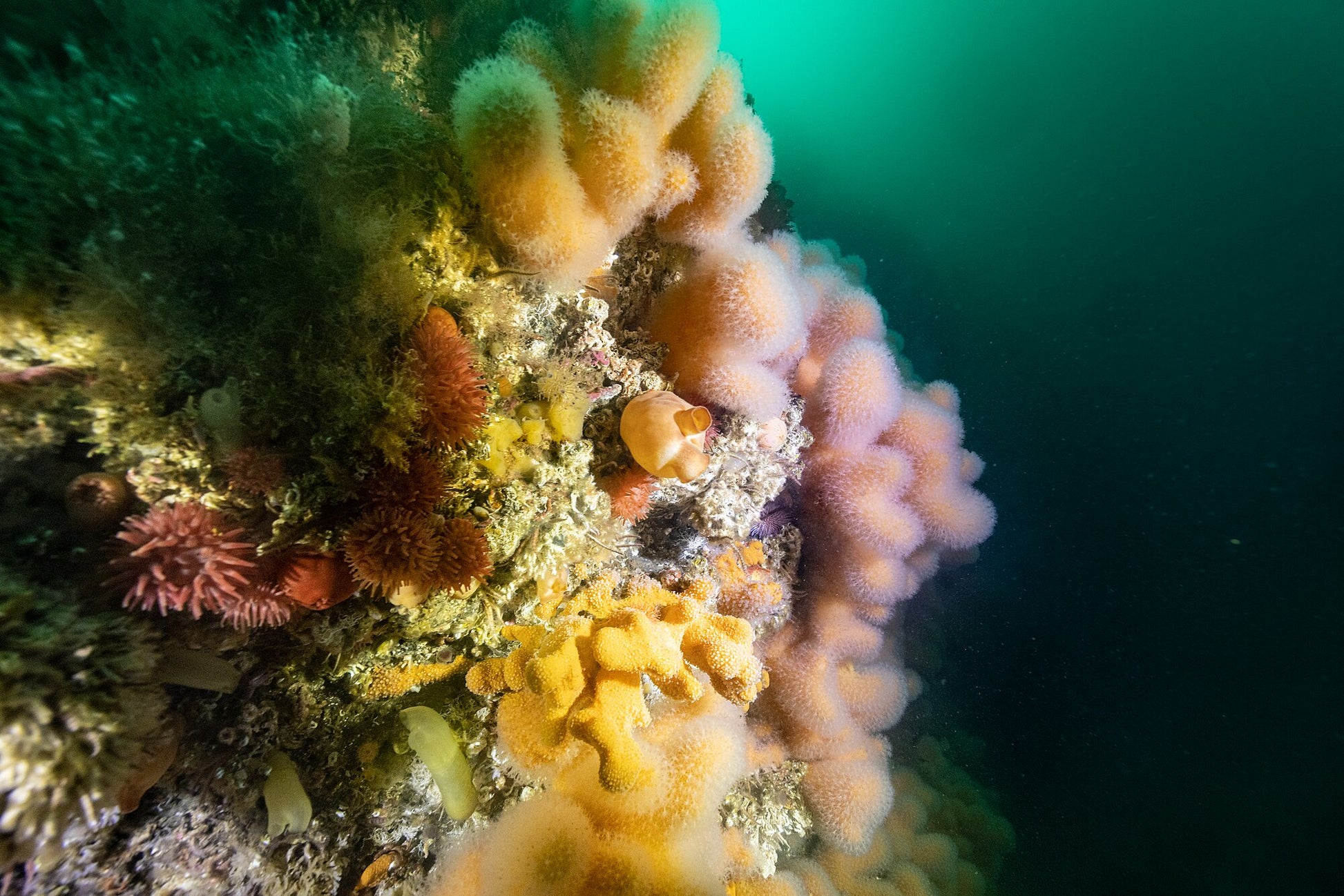 Colorful soft corals photographed in the Salstraumen strait.