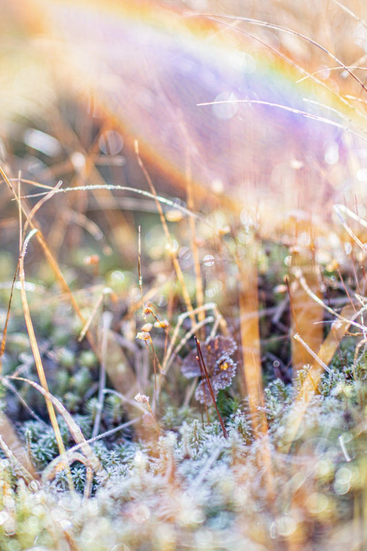 close up about shining frosty marshland plants.