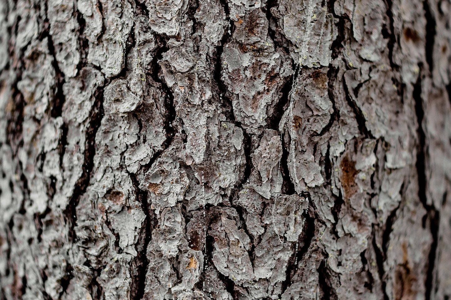 Close-up of the bark of an old spruce tree.